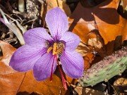 Crocus sativus 20151103 0004