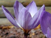 Crocus thomasii 0003