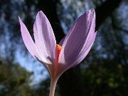 Crocus thomasii ex Apulia 0003