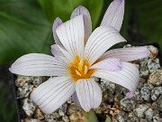 Crocus hatayensis RUDA 117 20251026 0004