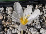 Crocus hatayensis RUDA Tky 2003 Locus Classicus 20251026 0002