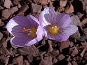 Crocus kotschyanus ssp. kotschyanus 0000