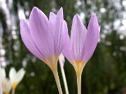 Crocus kotschyanus ssp. kotschyanus 0009