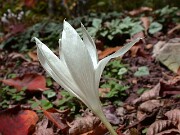 Crocus vallicola 0002