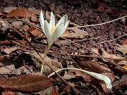 Crocus vallicola 0003