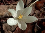 Crocus vallicola 0004