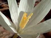 Crocus vallicola 0007