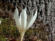 Crocus vallicola 0017