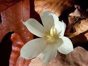 Crocus vallicola 0021