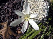 Crocus vallicola Artvin WK02 0005