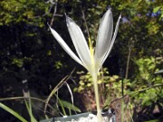 Crocus vallicola Artvin WK02 0006