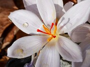C. hatayensis