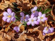 Crocus goulimyi 20251124 0001