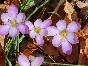 Crocus goulimyi 20251124 0007