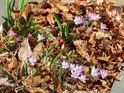 Crocus goulimyi 20251124 0009