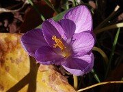 Crocus goulimyi Agia Sophia 20251104 0003