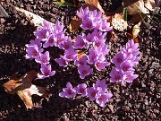 Crocus medius 0007