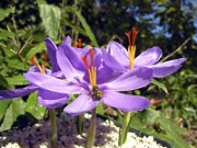 Crocus medius NS 0005