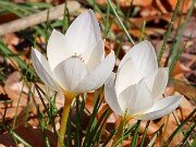 Crocus niveus 20251124 0002
