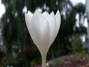 Crocus serotinus 0010