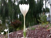 Crocus serotinus 0011