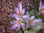Crocus serotinus ssp. clusii Portugal 0003