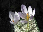 Crocus serotinus ssp. salzmannii (carpetanus) JCA0.342.609 0006