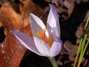 Crocus serotinus ssp. salzmannii 0001