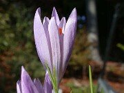 Crocus serotinus ssp. salzmannii 0004