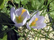 Crocus serotinus ssp. salzmannii ABS4411 0002