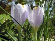 Crocus serotinus ssp. salzmannii ABS4411 0003