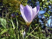 Crocus serotinus ssp. salzmannii ABS4411 0005