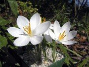 Crocus serotinus ssp. salzmannii El Torcal 0003