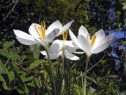 Crocus serotinus ssp. salzmannii El Torcal 0004