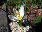 Crocus serotinus ssp. salzmannii albus MH 0002