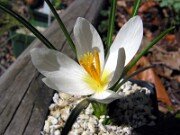 Crocus serotinus ssp. salzmannii albus MH 0005