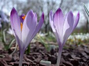 Crocus heuffelianus 0005