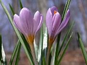 C. kosaninii