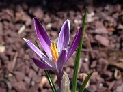 C. tommasinianus