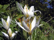 Crocus aleppicus (vitellinus) LB374 0007