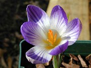 Crocus aerius 0002
