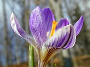 Crocus aerius 0004