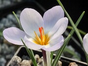 Crocus aerius 20250122 0003
