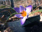 Crocus biflorus S0414 0002