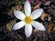 Crocus caspius JTL02 0001