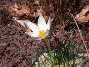 Crocus caspius PF5035-6 0005