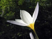 Crocus caspius Webster 0005