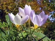Crocus caspius ex. P. Furse 0004