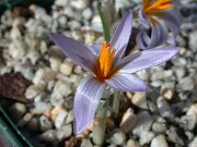 Crocus cyprius 0028