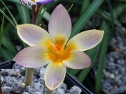Crocus gembosii 20250129 0002